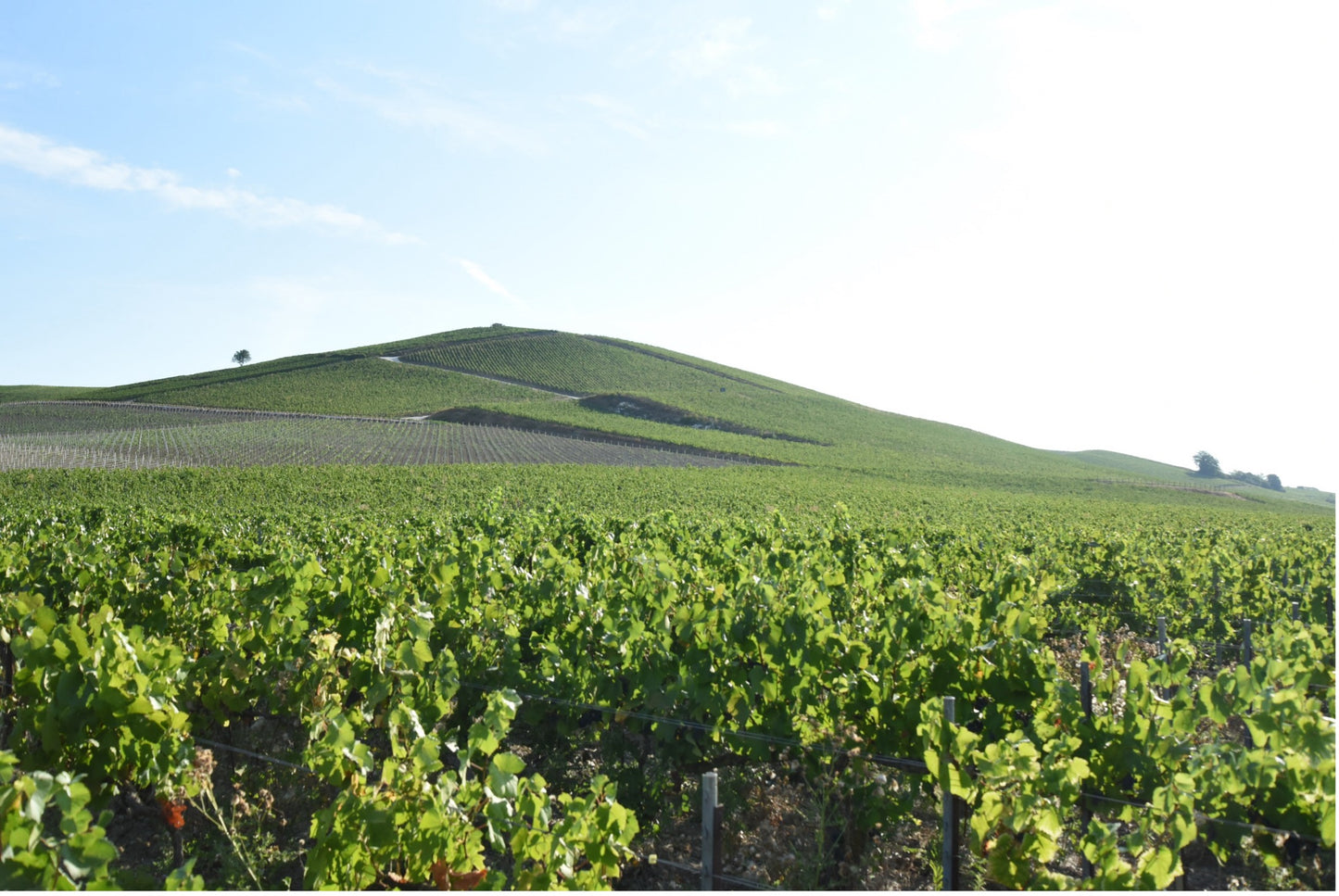 11月1日(土) オリジナル神戸シャンパン作りセミナー付き特別ディナー「Les Bulles d'Amour」付き