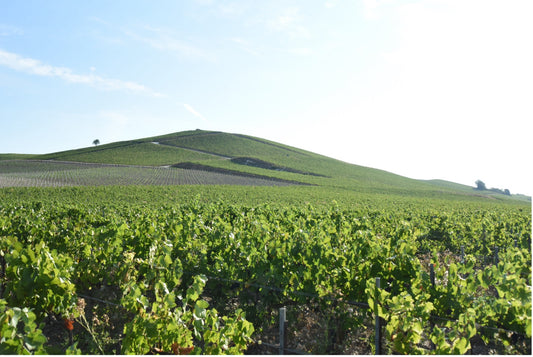 11月1日（土） オリジナル神戸シャンパン作りセミナー付き特別ディナー「Les Bulles d'Amour」付き